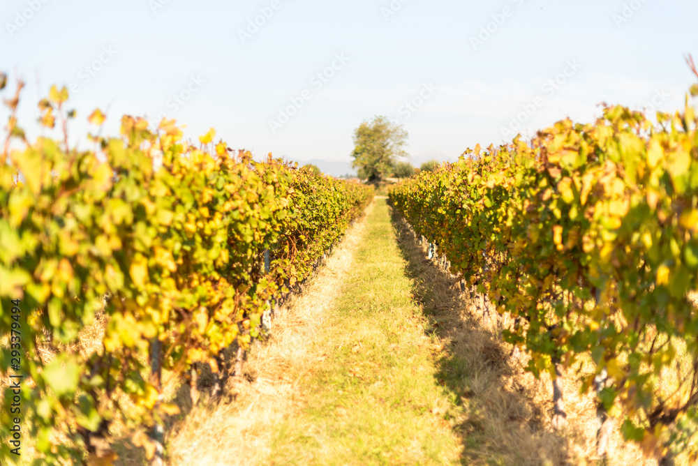 Naklejka premium vigneto autunno