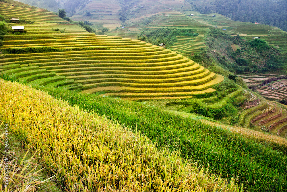 Rice fields on terraced of Mu Cang Chai, YenBai, Vietnam. Vietnam landscapes. Rice fields on terraced of Mu Cang Chai, YenBai, Vietnam. Vietnam landscapes.