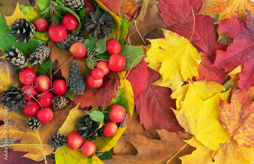 Autumn. Autumn composition with leaves, paradise apples and pine cones.