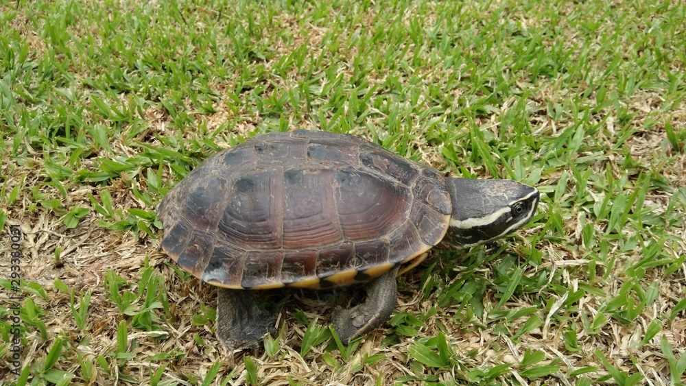 Fototapeta premium turtle on the grass