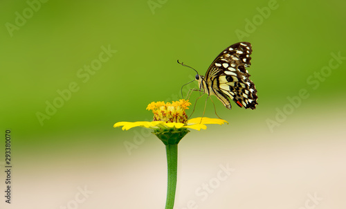 butterfly on a flower in garden  Beautiful colors  © TAM