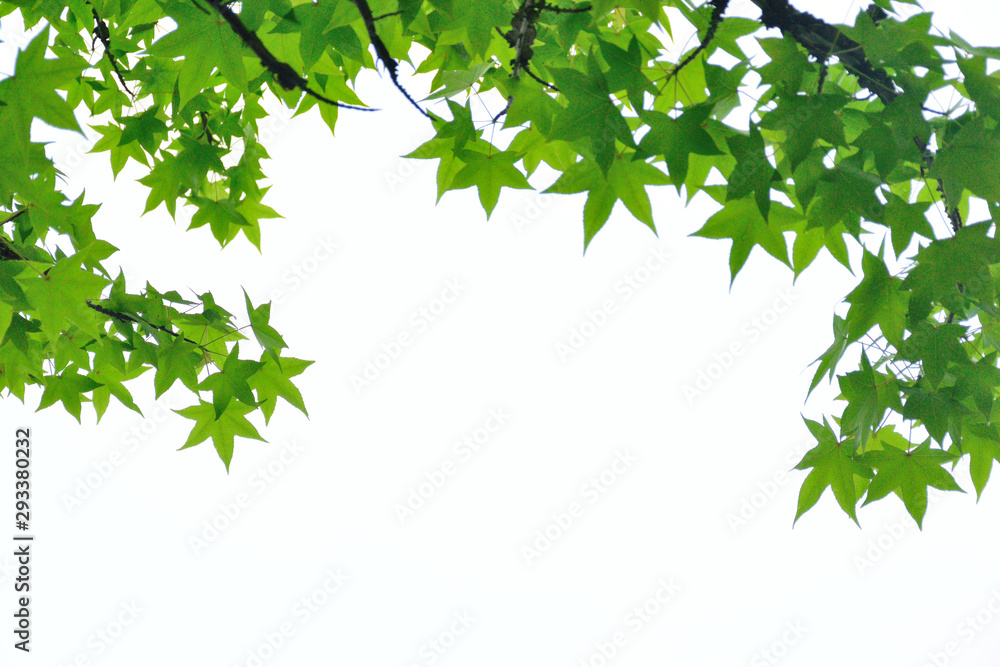 Fresh green leaves.background,white. Fresh green leaves.background,white.