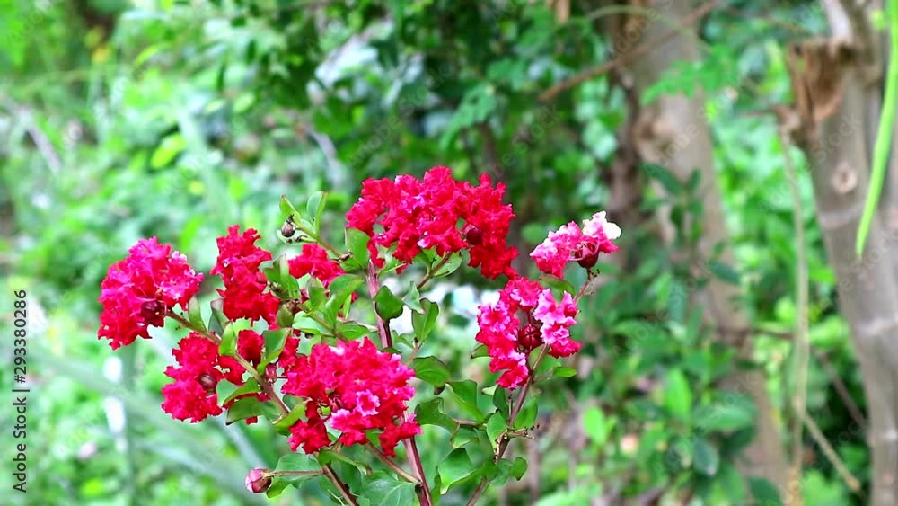 Crape myrtle pink bouquet flowers blooming in the garden and swing by wind Crape myrtle pink bouquet flowers blooming in the garden and swing by wind