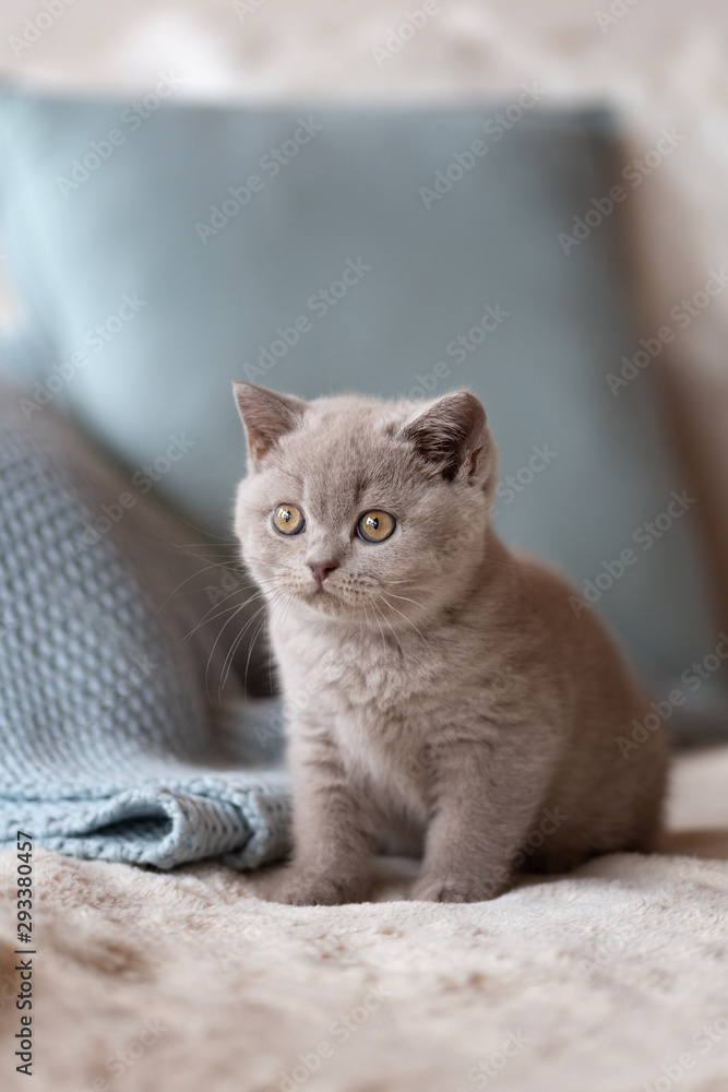 Britisch Kurzhaar Katzenbaby Kitten in lilac