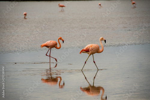 Pink flamingos seek food in the shallow waters of the lagoon of Floreana Island. photo