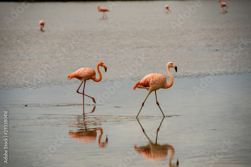 Pink flamingos seek food in the shallow waters of the lagoon of Floreana Island.