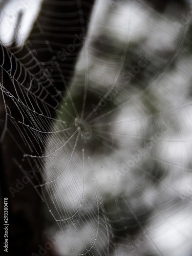 Spider web with drops of water on a gray background