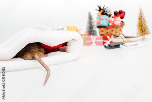 Fototapeta Naklejka Na Ścianę i Meble -  selective focus of domestic rat in santa hat isolated on white
