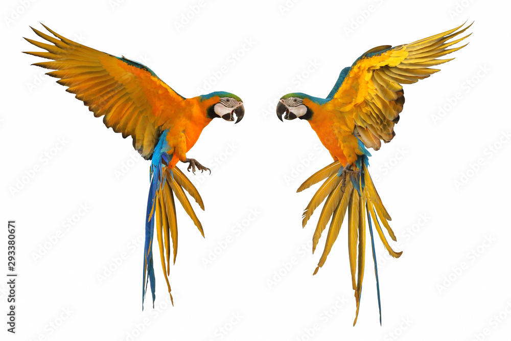 Colorful flying parrots isolated on white background.