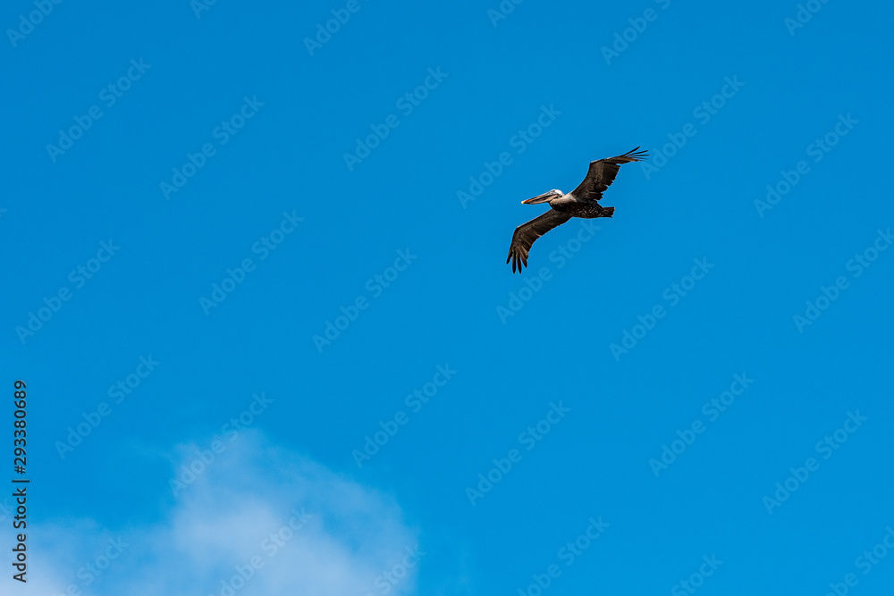 Pelican in flight, Galapagos. Pelican in flight, Galapagos.