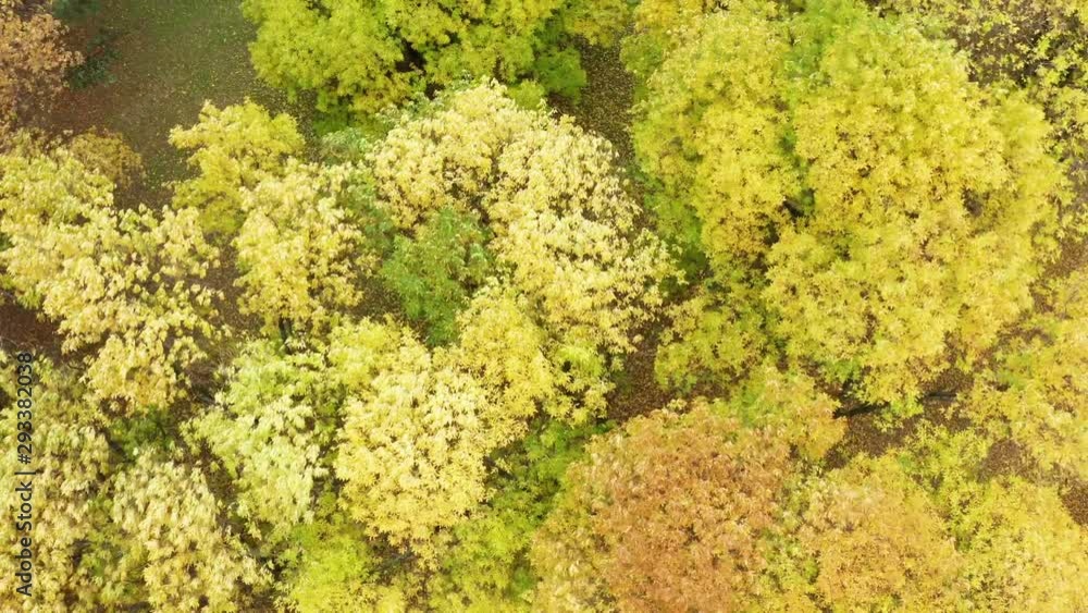 Beautiful autumn trees in yellow, orange forest on sunny autumn day. Drone shot. Flying over stunning colorful treetops with leaf turning on a cloudy day. Beautiful autumn trees in yellow, orange forest on sunny autumn day. Drone shot. Flying over stunning colorful treetops with leaf turning on a cloudy day.
