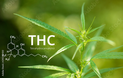 Tetrahydrocannabinol or THC molecule formula with Marijuana background, Cannabis. photo