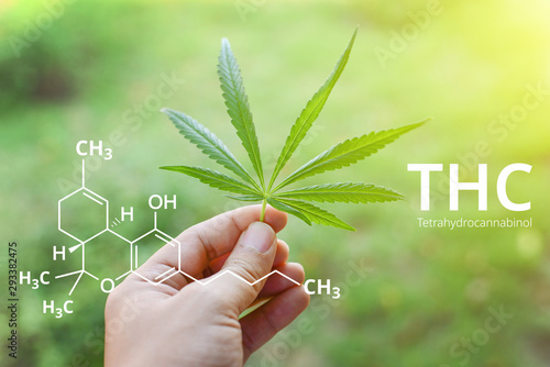 Tetrahydrocannabinol or THC molecule formula with Marijuana background, Cannabis. © Akarat Phasura