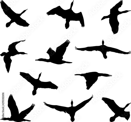 Εκτύπωση καμβά cormorant silhouettes, flying birds