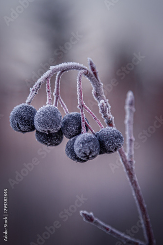 The frozen blu berries