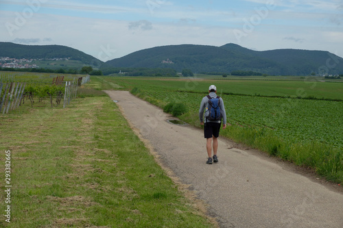 Hiker on the Palatinate Way of St. James in the Rhine plain of the South Palatinate