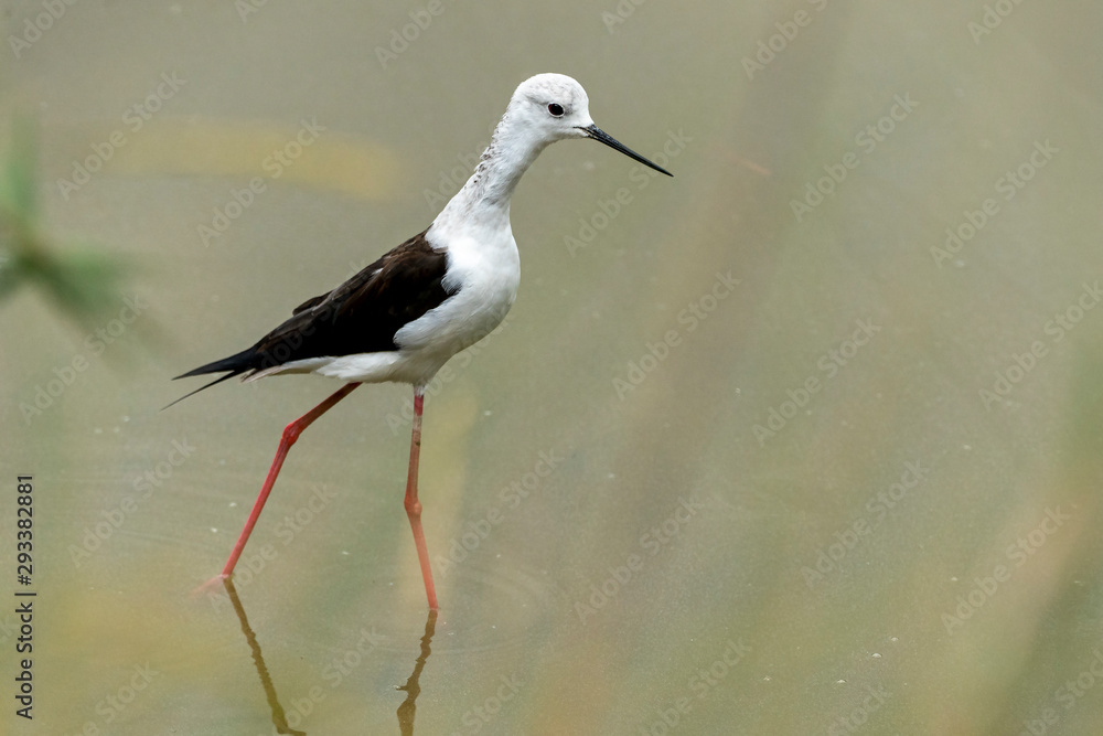 Black-winged stilt (himantopus himantopus) in Black-winged stilt (himantopus himantopus) in