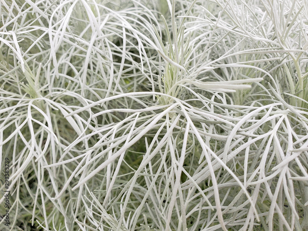 close up of silvery green Artemisia plant foliage close up of silvery green Artemisia plant foliage