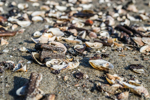 Shells on the shores of the Danube River.