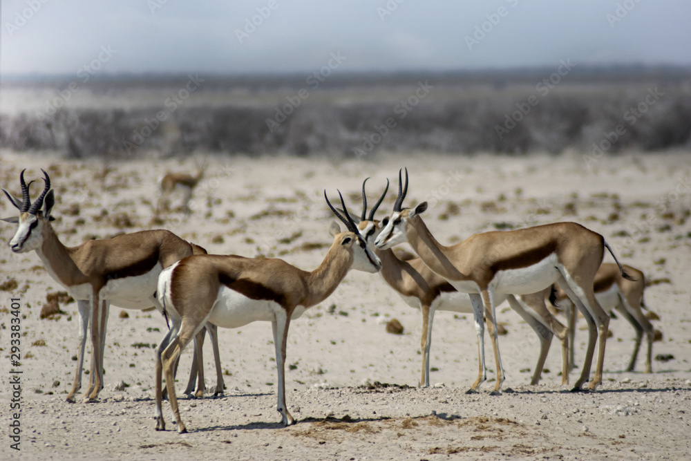 Naklejka premium Herd of Thomson's gazelle in the desert - Namibia Africa