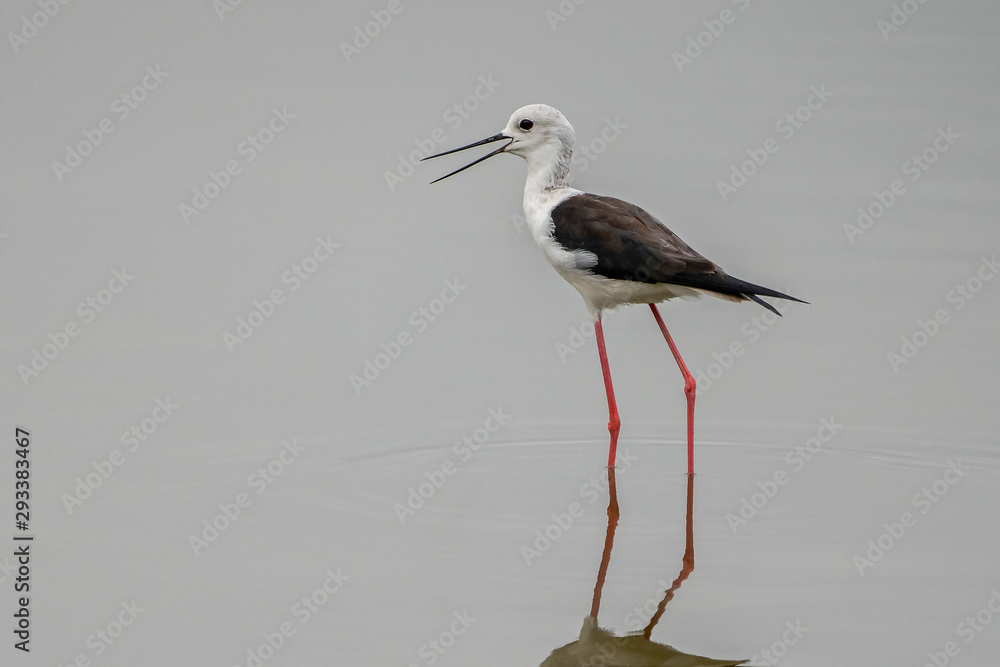 Black-winged stilt (himantopus himantopus) in Black-winged stilt (himantopus himantopus) in