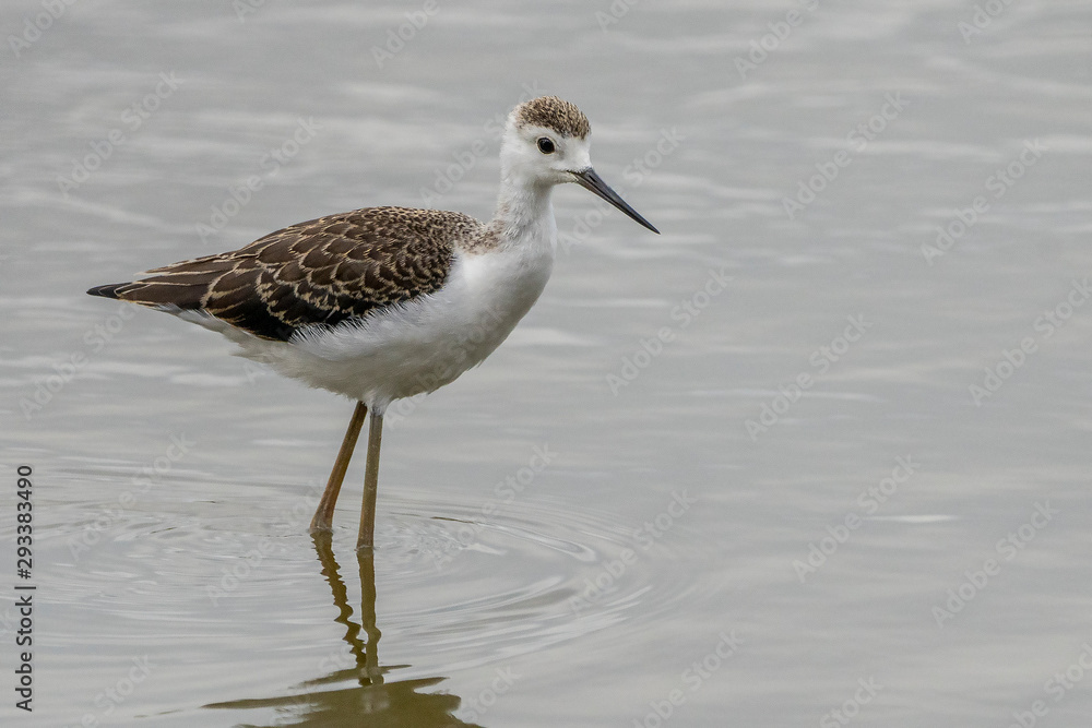 Obraz premium Breeding of black-winged stilt (himantopus himantopus) in 