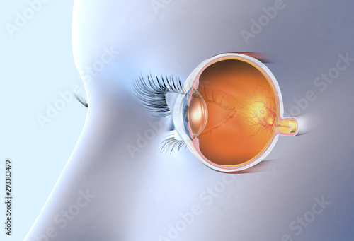 Healthy human eye, medically 3D illustration