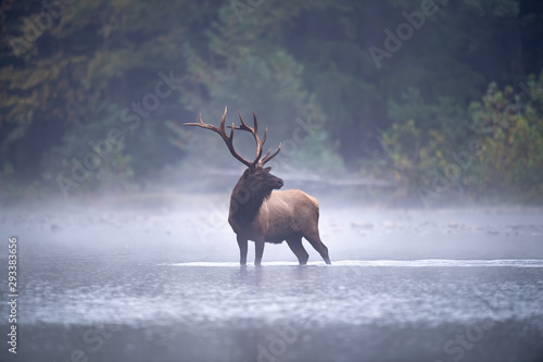Bull Elk in stream. photo