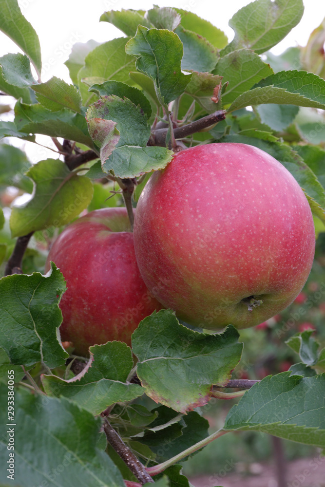 Sweet, red, juicy apples growing on the tree in their natural environment. Sweet, red, juicy apples growing on the tree in their natural environment.