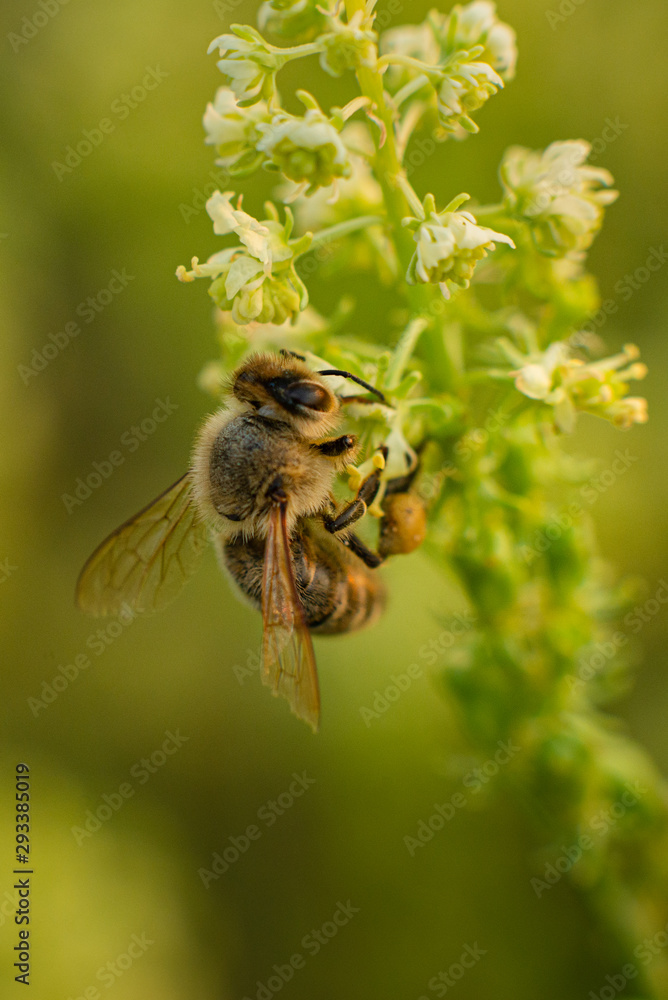 Bee on a flower Bee on a flower