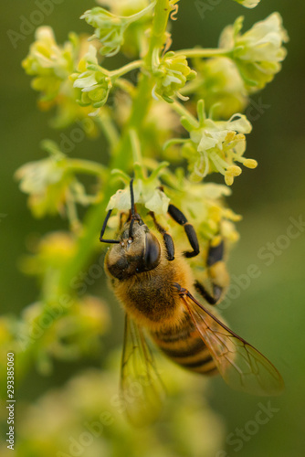 Bee on a flower © Creaturart