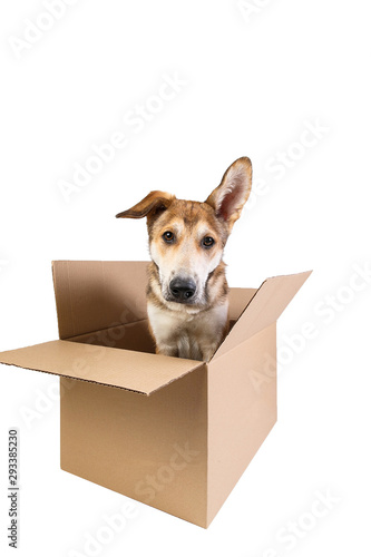 Cute dog in a very big moving box. isolated on white