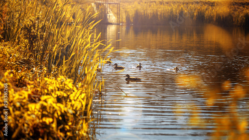 Canvas Print Group of duck birds floating in autumn pond along the shore overgrown with reeds in evening or morning light