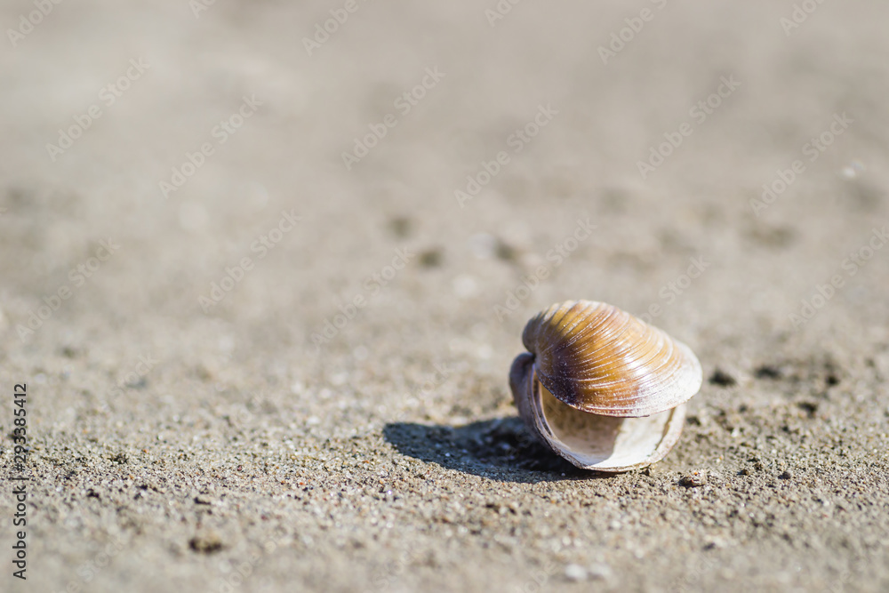 Scores of shells ejected on the sandy shore of the Danube River Scores of shells ejected on the sandy shore of the Danube River