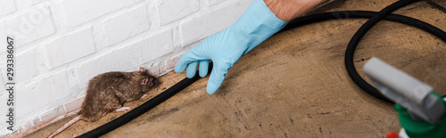 Fotografie, Obraz panoramic shot of exterminator in latex glove catching rat near brick wall