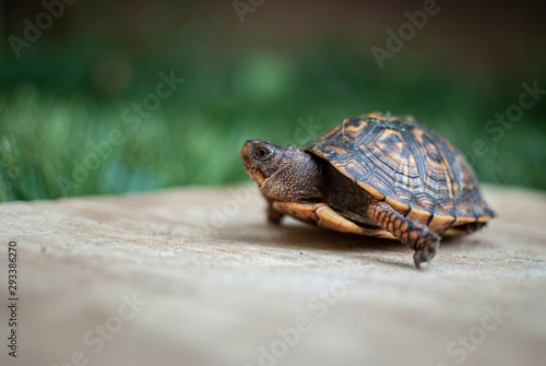Small turtle on wood in grass © Anthony