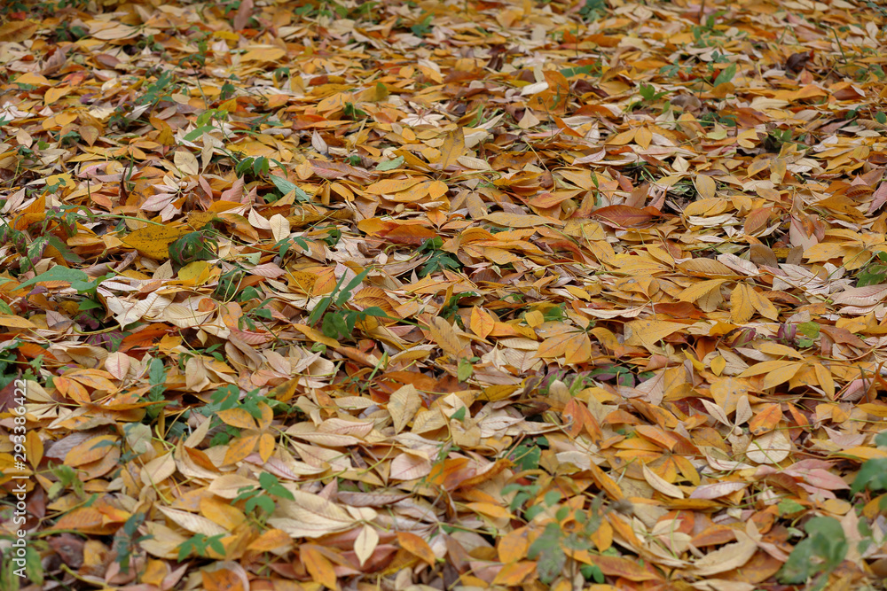 Bright fallen leaves of golden color on the autumn ground Bright fallen leaves of golden color on the autumn ground