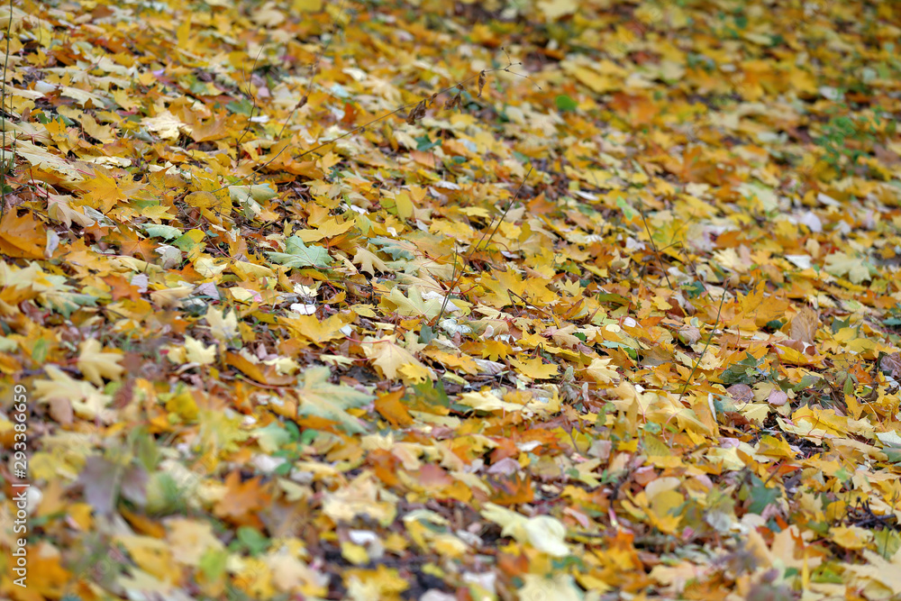 Bright fallen leaves of golden color on the autumn ground Bright fallen leaves of golden color on the autumn ground