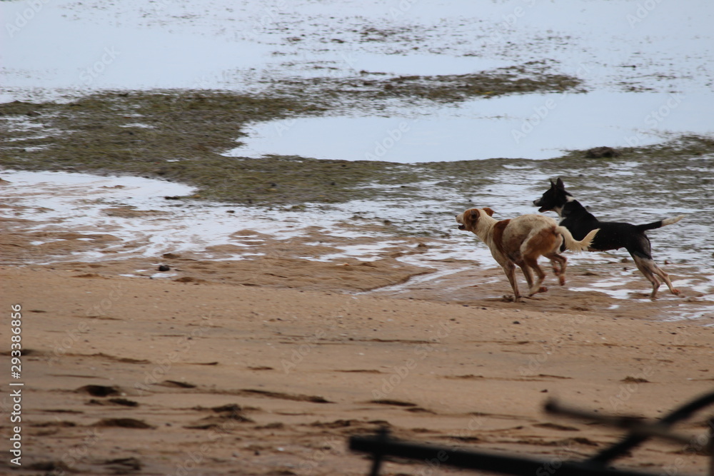dog on the beach dog on the beach