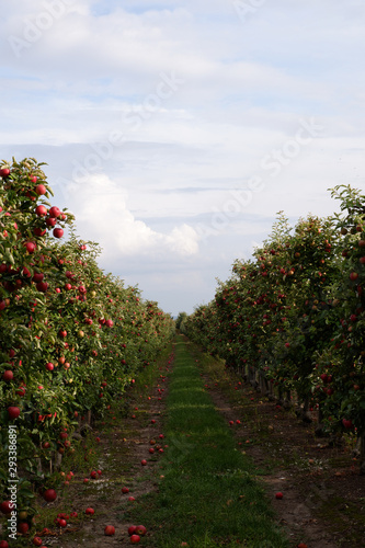 Sweet  red  juicy apples growing on the tree in their natural environment.
