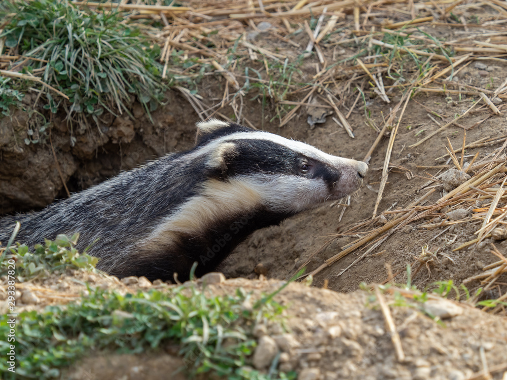 Fototapeta premium Badger (meles meles) peeping out a hole