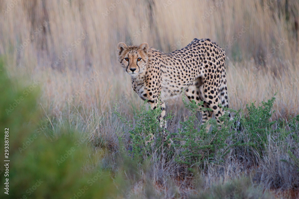 Cheetah on the hunt in the late afternoon in a Game Reserve in the Karoo in South Africa with copy space Cheetah on the hunt in the late afternoon in a Game Reserve in the Karoo in South Africa with copy space