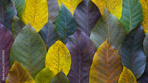 Autumn walnut tree leaves pattern. Nature background