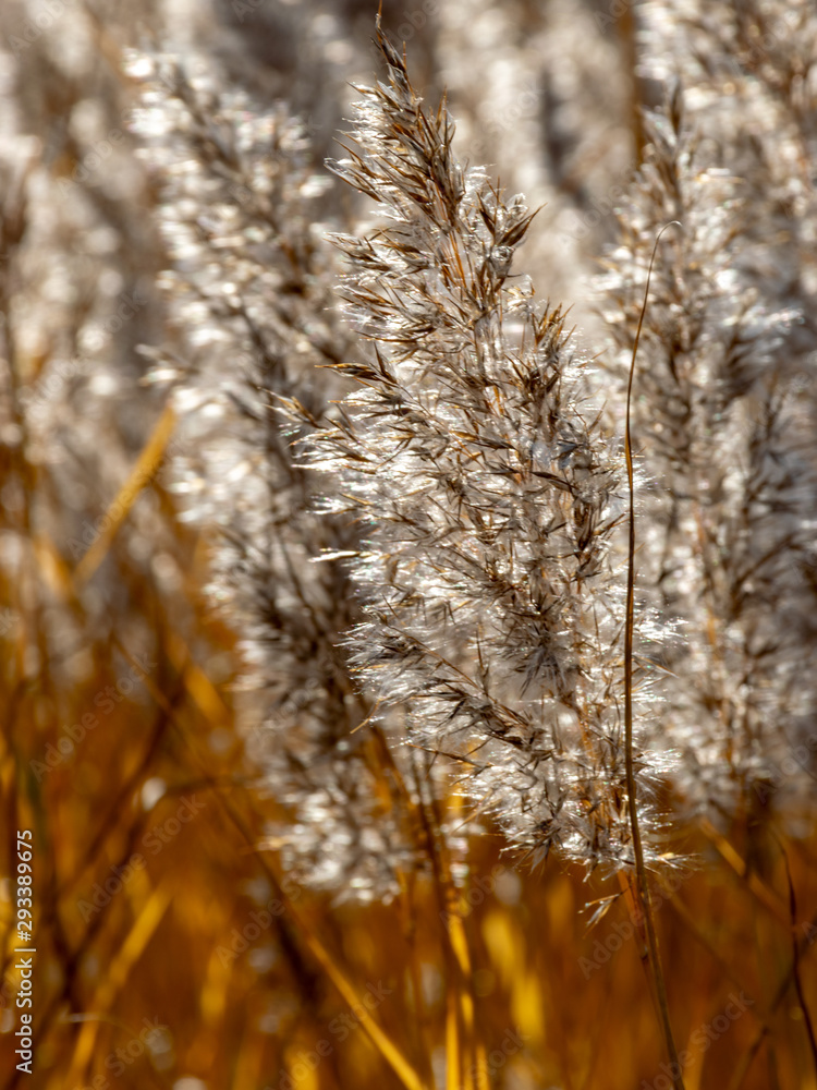 abstract picture with common reed in sunlight, suitable for background abstract picture with common reed in sunlight, suitable for background
