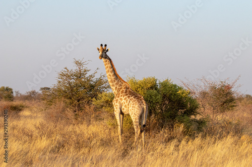 Wild giraffe in the African savannah, typical African landscape in Botswana with a sunset bush safari. Adult giraffe close to the natural reserve Makgadikgadi Pan. Sef drive safari in Bostwana
