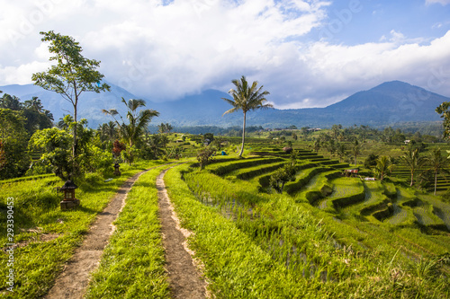 Country road at rice fields of Jatiluwih in southeast Bali