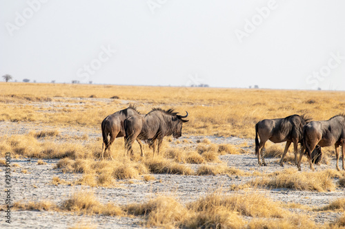 Blue wildebeest in the middle of the African savannah during the dry season at sunset. Tourism in Africa with game drive safari and wild photography. Explorer and adventure  large herbivores in africa