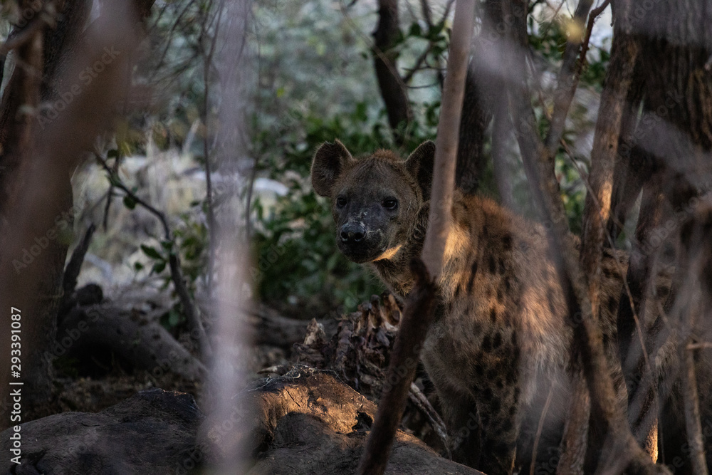 Hyena eats a hippopotamus carcass in the bush during the day. Scavenger animals that devour carcasses dead of animals, hyena spotted during the meal, nature photography in an African safari. Drought Hyena eats a hippopotamus carcass in the bush during the day. Scavenger animals that devour carcasses dead of animals, hyena spotted during the meal, nature photography in an African safari. Drought