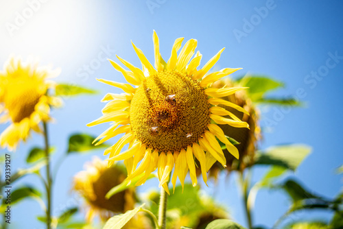 Flying bee to sunflower on blue sky background