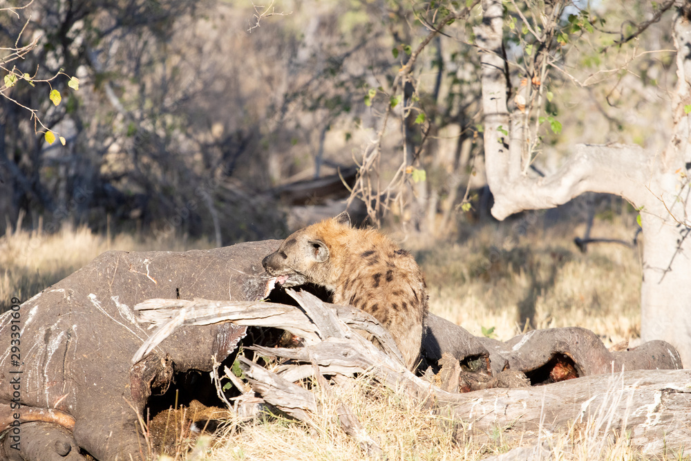 Hyena eats a hippopotamus carcass in the bush during the day. Scavenger animals that devour carcasses dead of animals, hyena spotted during the meal, nature photography in an African safari. Drought Hyena eats a hippopotamus carcass in the bush during the day. Scavenger animals that devour carcasses dead of animals, hyena spotted during the meal, nature photography in an African safari. Drought